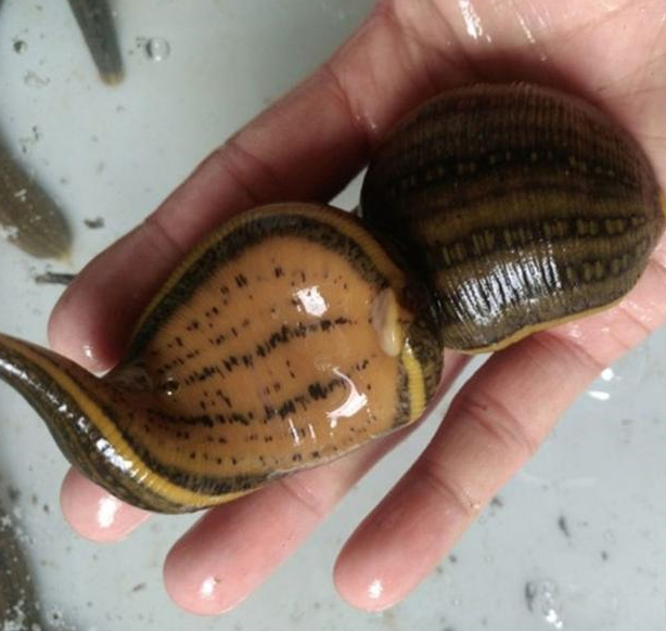 水蛭可怕吗?如果人不小心将水蛭吞进肚子里,水蛭在肚子里能活吗