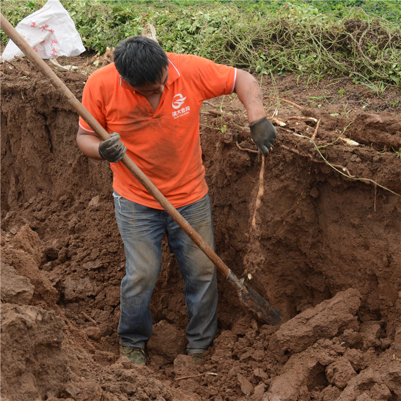 山药也分三六九等!懂行的人选山药只要这一种,再贵也舍得