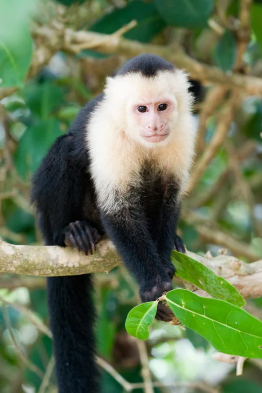 白脸卷尾猴:进行社交仪式的物种,有女性朋友的猴,寿命会更长久