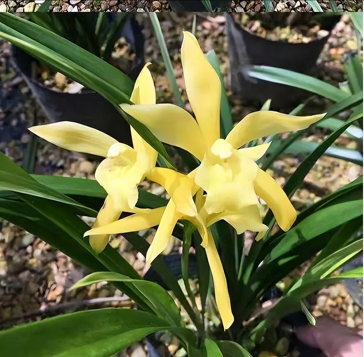 黄金小神童兰花,花色金黄,香气清雅,寓意"金玉满堂"