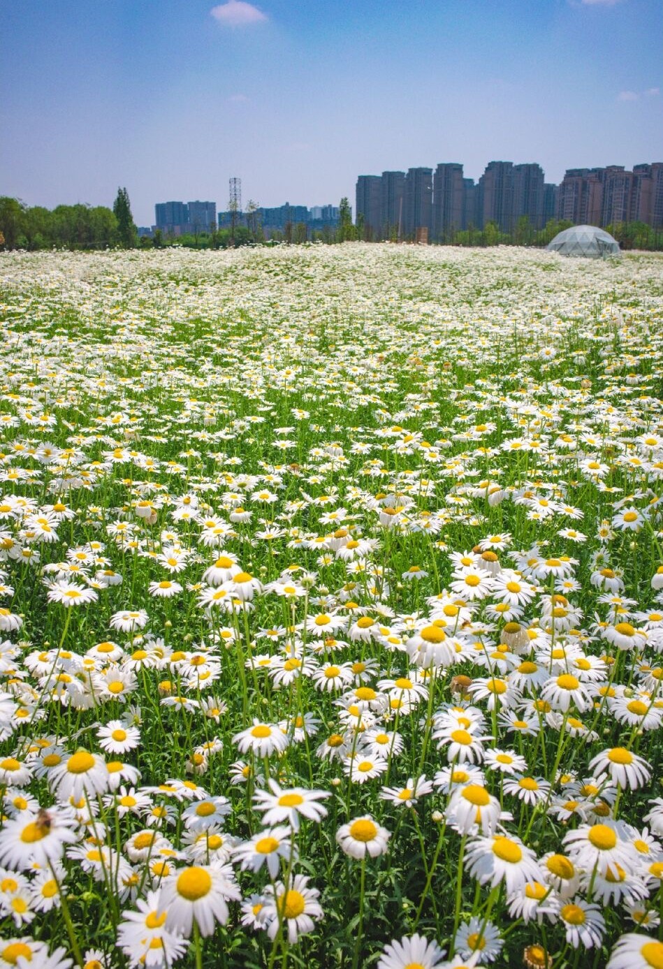 成都市区新出炉的雏菊花海地 正值盛花期