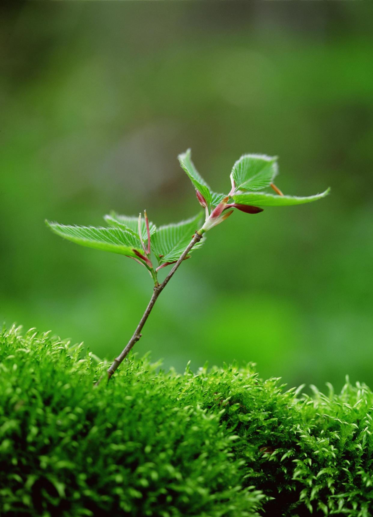 「超清手机壁纸」护眼之满屏新绿,守护明亮双眸