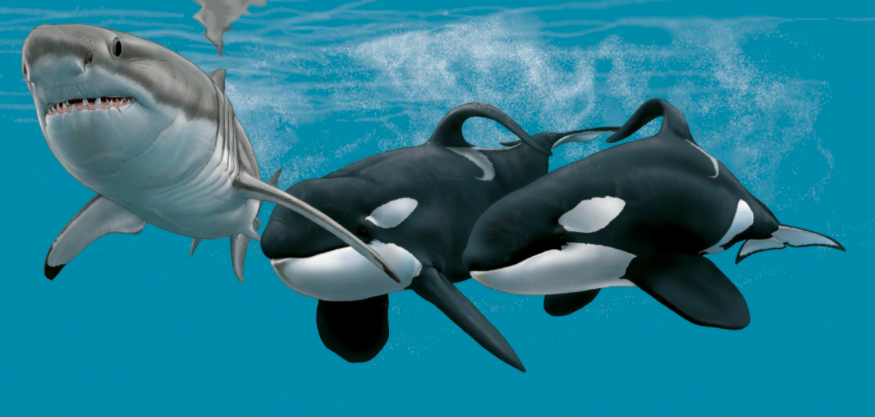 虎鲸猎食大白鲨,发现弱点,一招致命,取食鲨鱼肝后弃尸大海