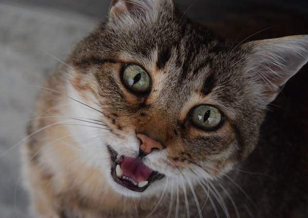 夜里叫的猫是公猫还是母猫,为什么叫得那么凄惨?