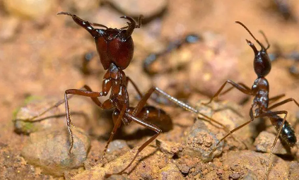 南美洲食肉蚁是人兽通吃,这是真的吗?