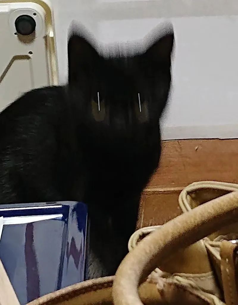 直男给黑猫拍照,每一张都看不清是啥物种,笑得我满地找头哈哈!