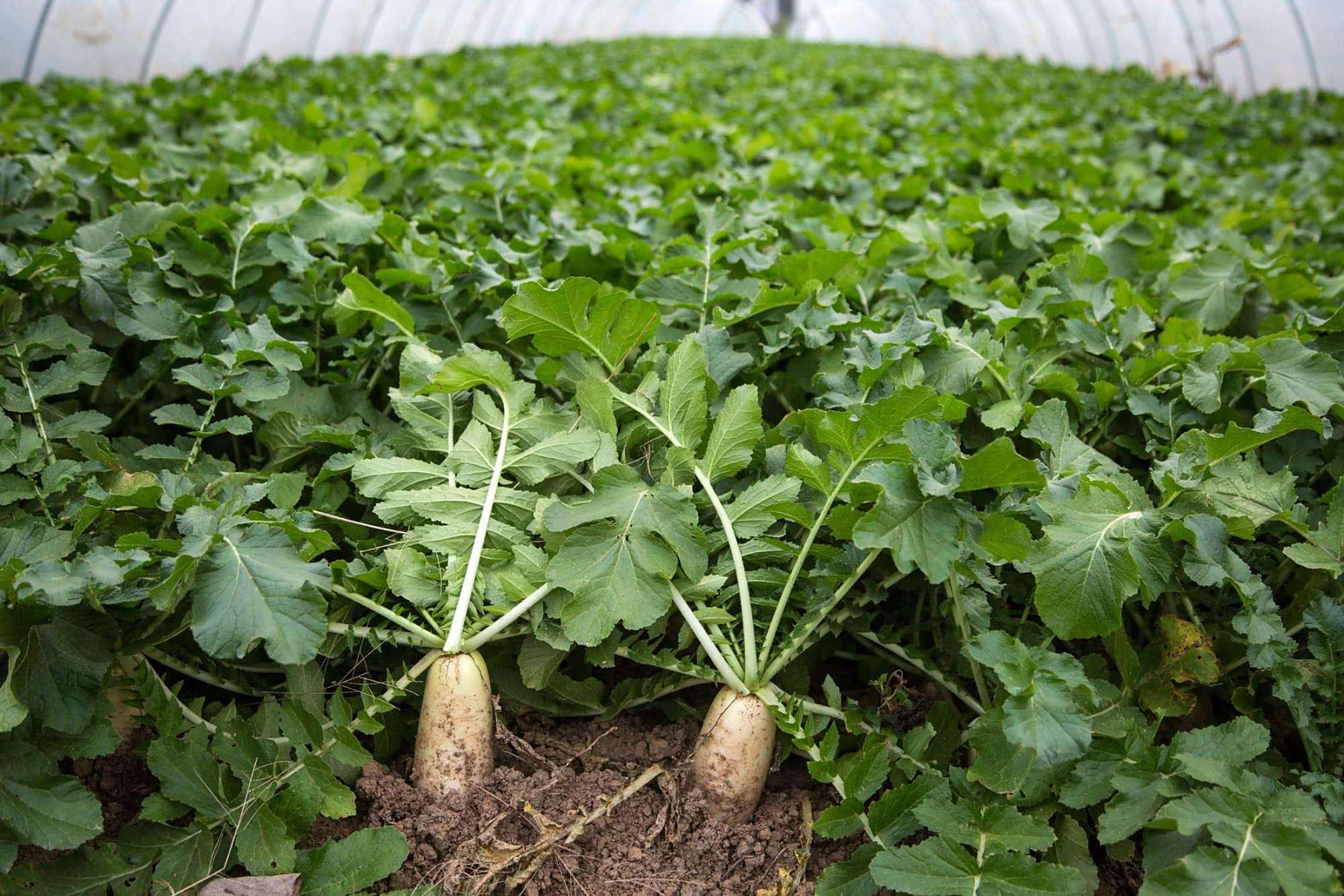 特长胡萝卜种植技术