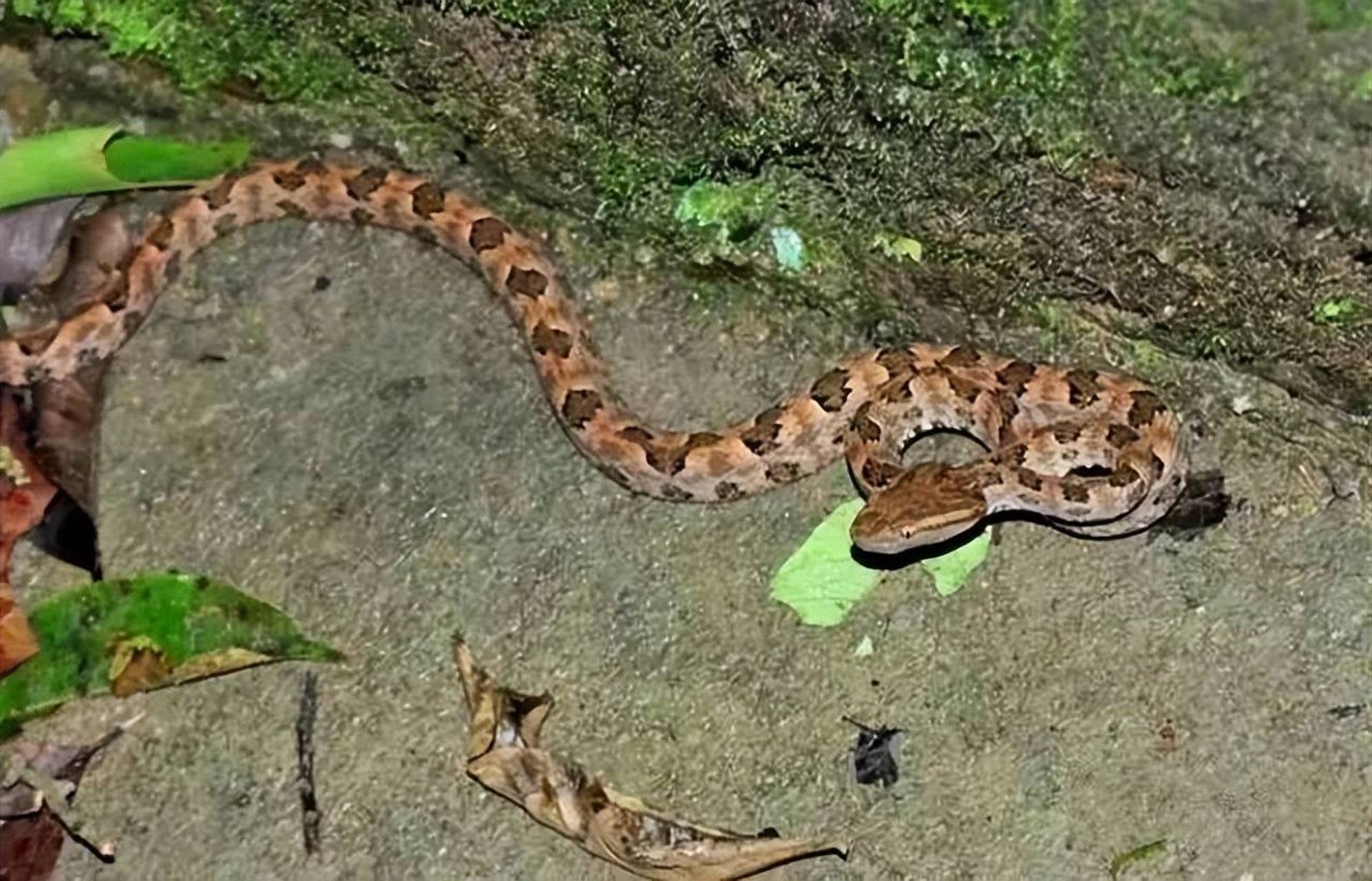 网友称小区频现剧毒蛇原矛头蝮,"3个月至少出现了5次",街道办:物业已