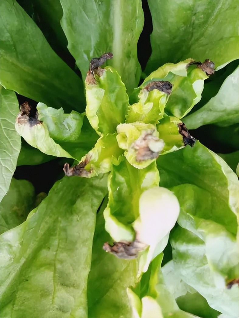 栽植卷心菜过程中容易出现的病虫害种类,在管理过程中要正确施药