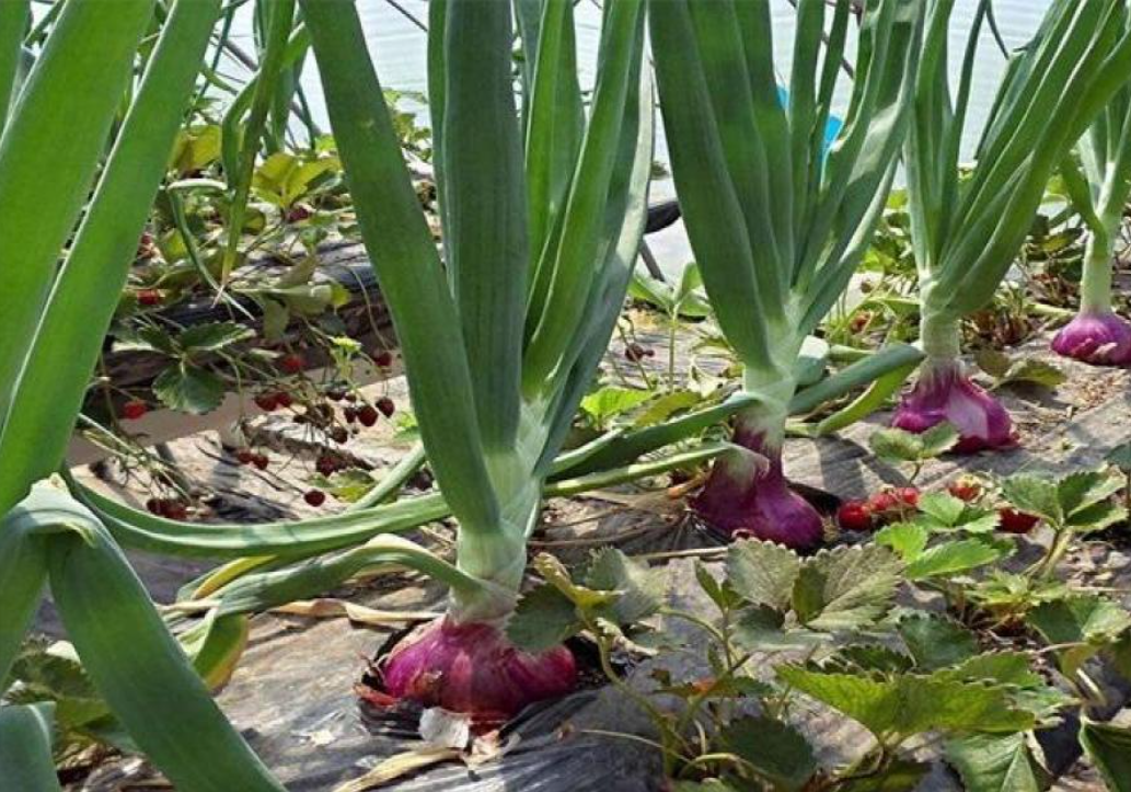 yunxion资产监测设备保障大棚种植洋葱行业发展