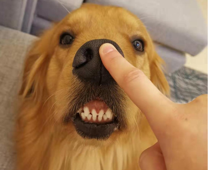金毛犬鼻子不黑是什么原因?让小编来告诉你!