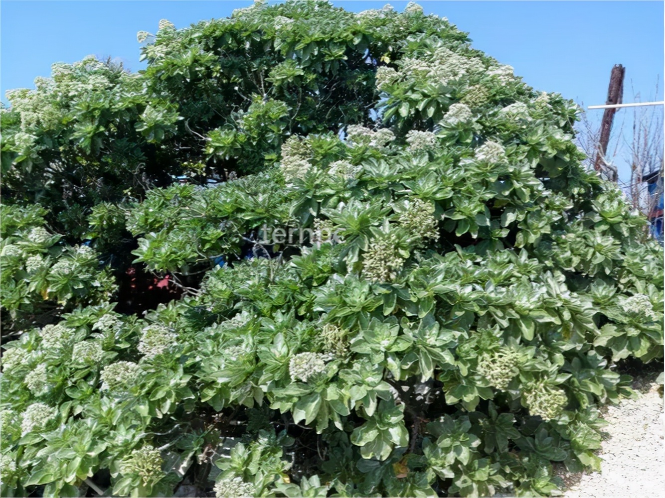 海滨远景树-银毛树