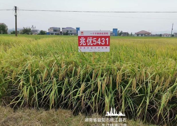 优质稻品种兆优5431产量高,抗倒伏,部颁二级优质米,粮价好