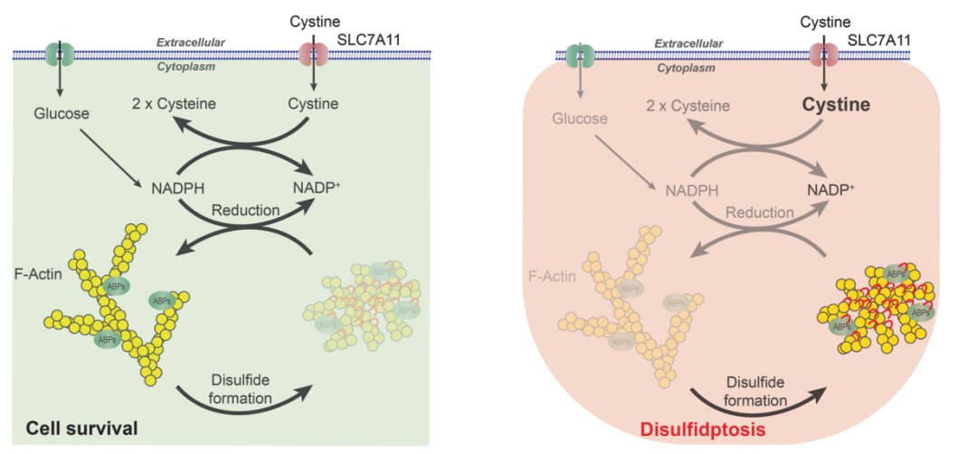 双硫死亡:由二硫化物应激介导的新型细胞死亡类型