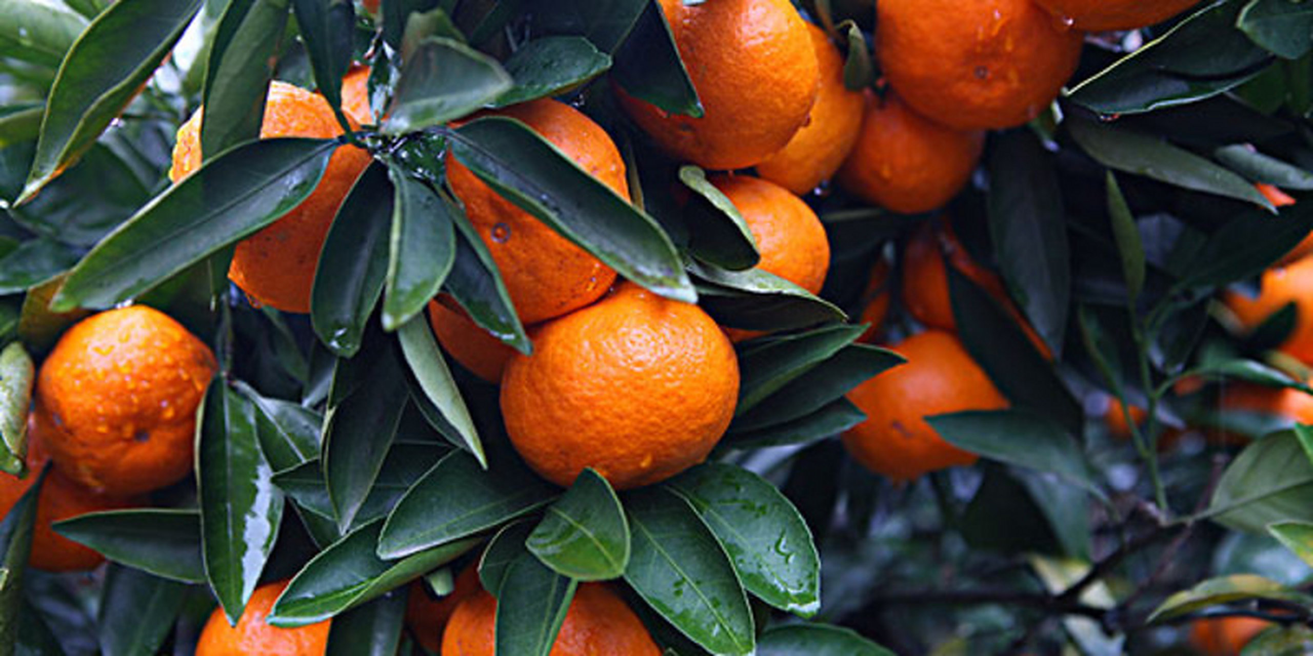 紫阳金钱橘,犹如一颗小巧而精致的宝石,其皮薄如纸,籽少如星,香气则如