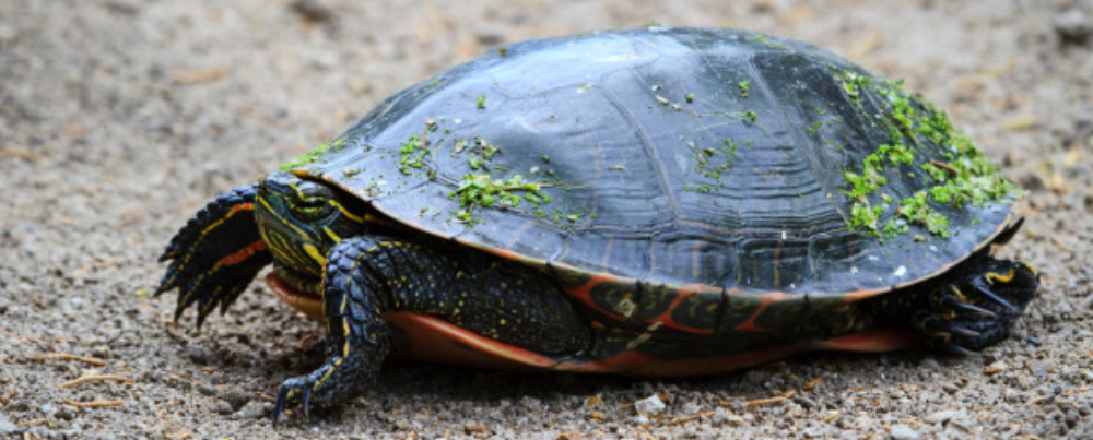 西锦龟能够长到多大?