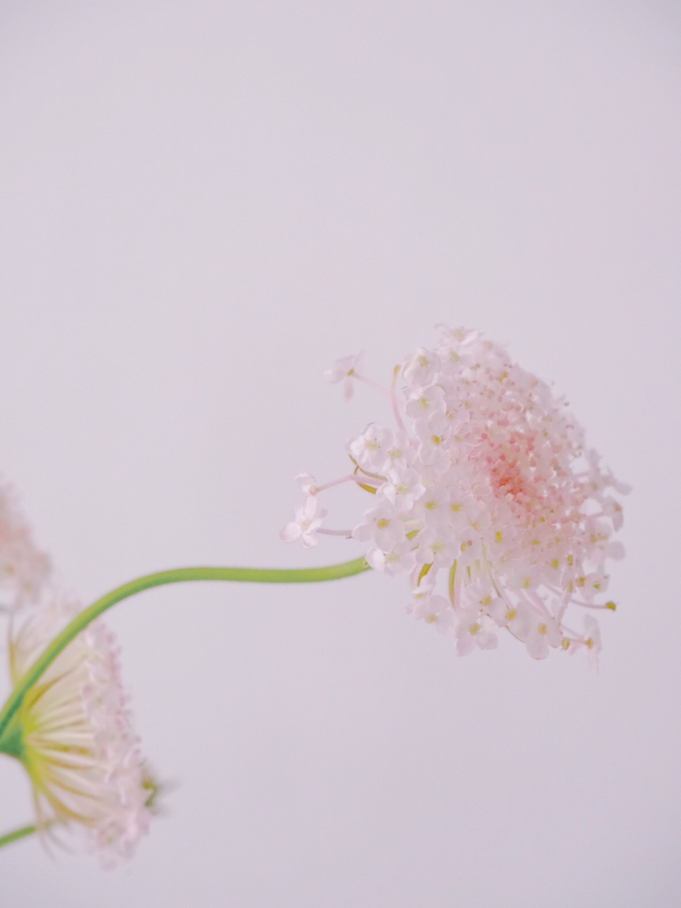 花伞下的小宇宙 翠珠花,花语是祝你幸福,淡淡的,静静的花.