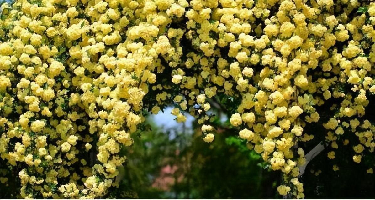 木香花牵引造型图片