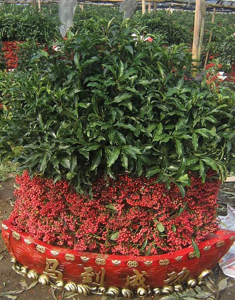 农村没人要的野生植物 在城里却成了 摇钱树 富人客厅就有 来自百家号 农情万家 不错网 农村没人要的野生植物 在城里却成了 摇钱树 富人客厅就有 来自百家号 农情万家 不错网