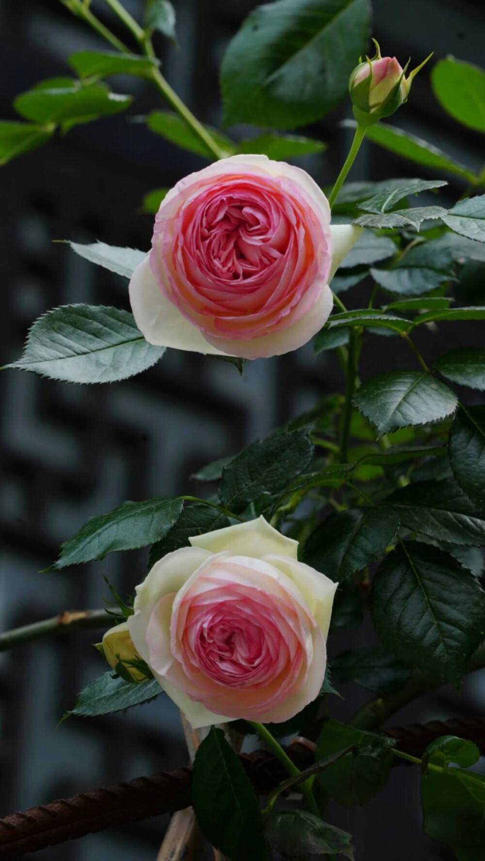 龙沙宝石爬藤月季优缺点,你知道吗?