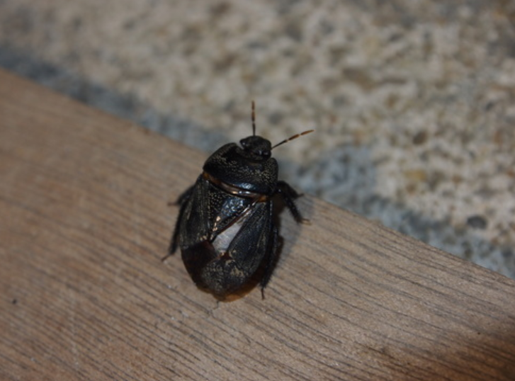 土蝽的身体是卵圆形,它的体色是褐或黑色具有光泽.