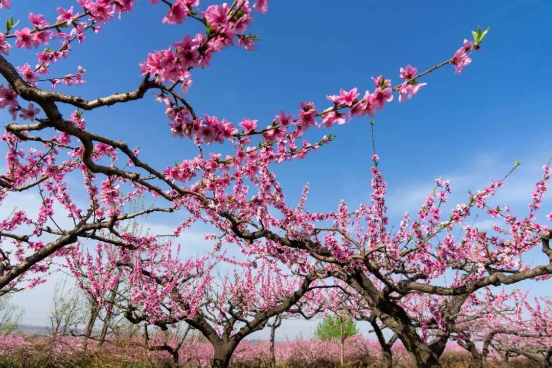 西安踏青赏花好去处图片