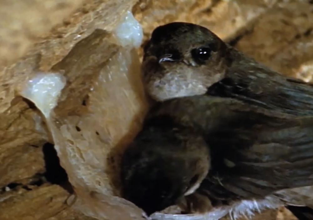 燕窝是由燕子口水做的?什么样的燕子可以做成燕窝?