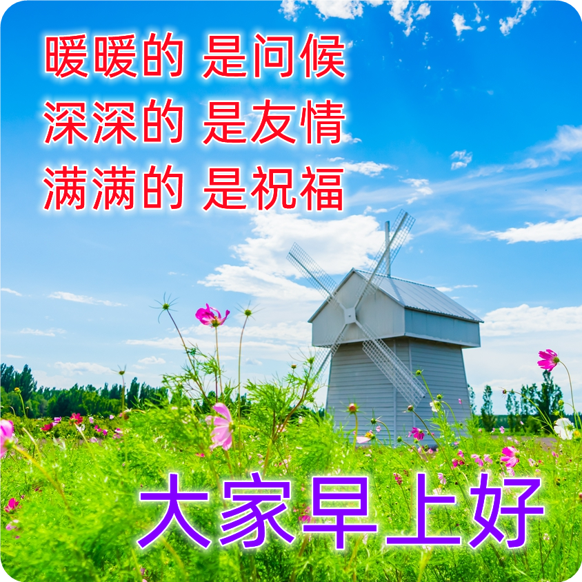 非常漂亮的早安问候图片鲜花带字 温馨的早上好祝福语大全