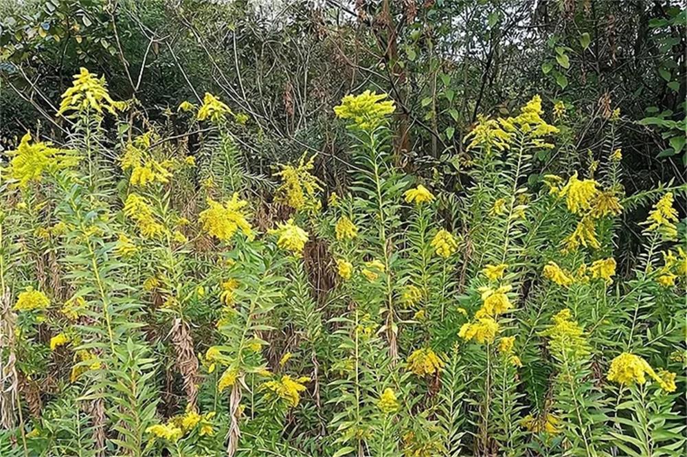 桐城青草镇永庆村 清除黄莺花 守护生态安全