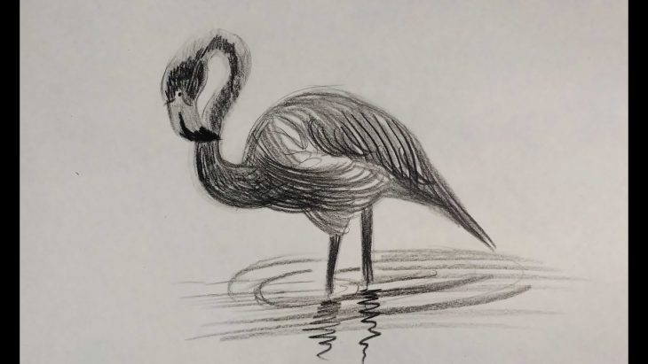 用铅笔素描火烈鸟(31张)