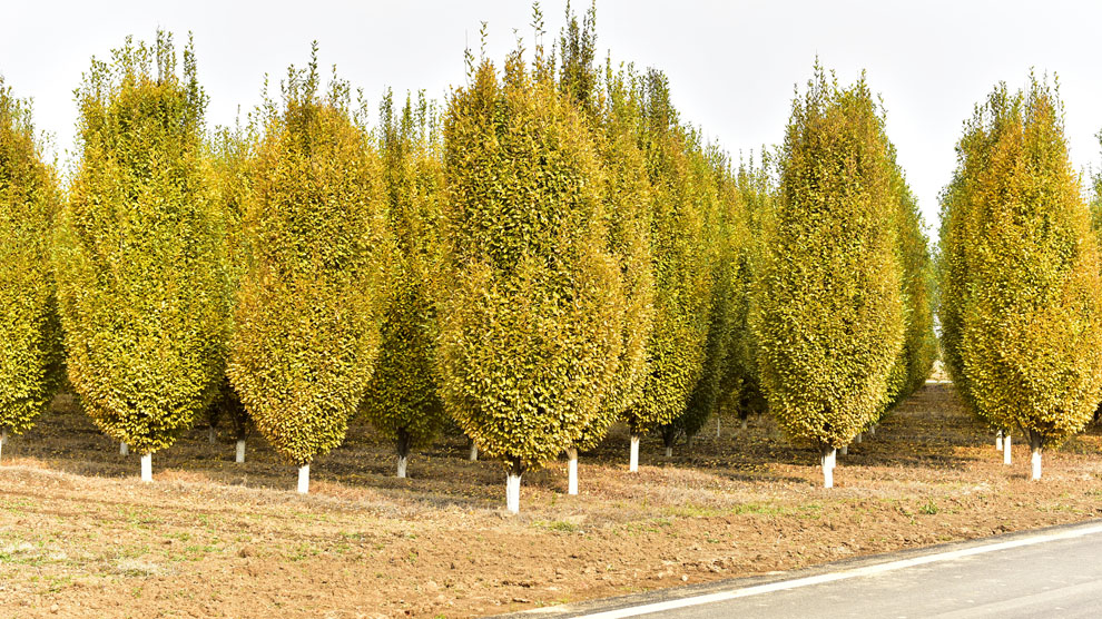 欧洲鹅耳枥——威武帅气得不像实力派!
