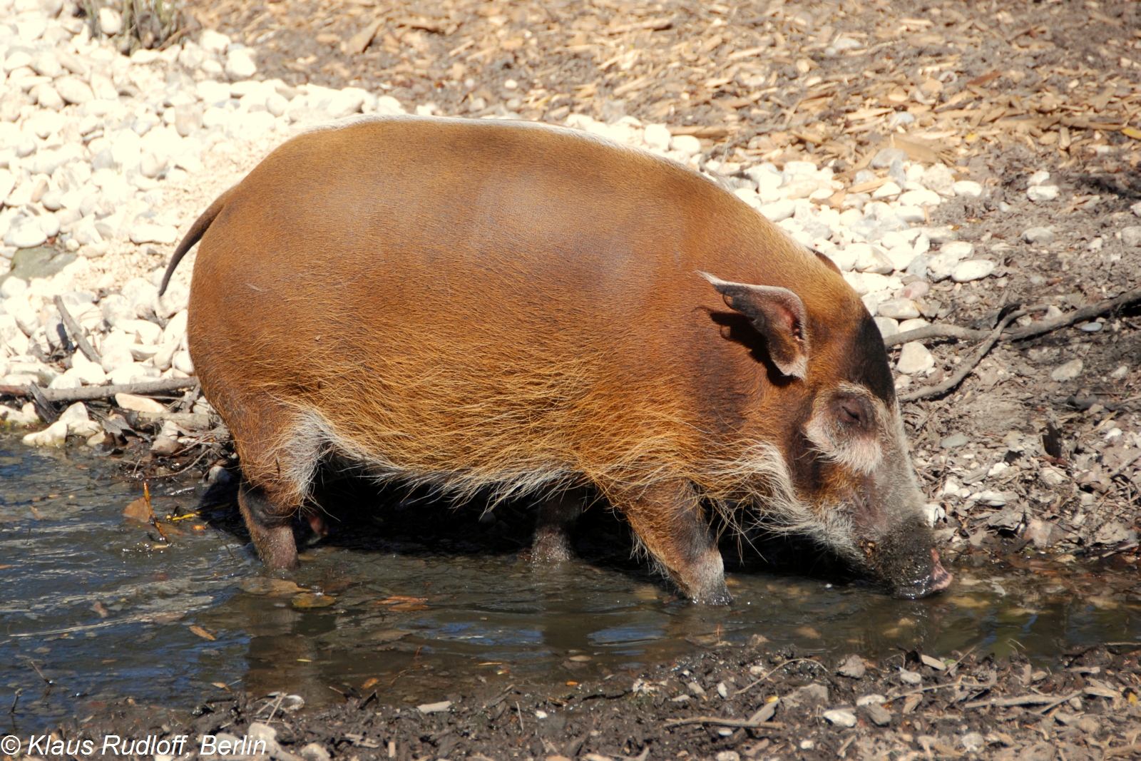 现在非洲红河猪已经繁殖,可考虑引进中国
