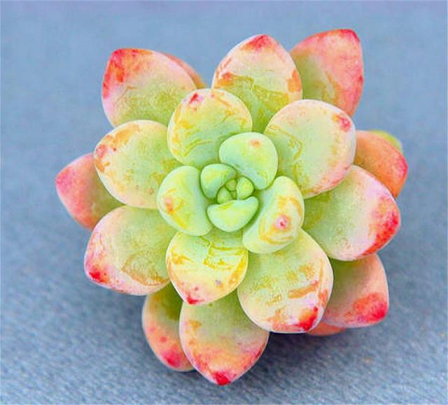 春天养多肉凝脂莲,盆中埋点小颗粒,叶片饱满分支多,呼呼长爆盆