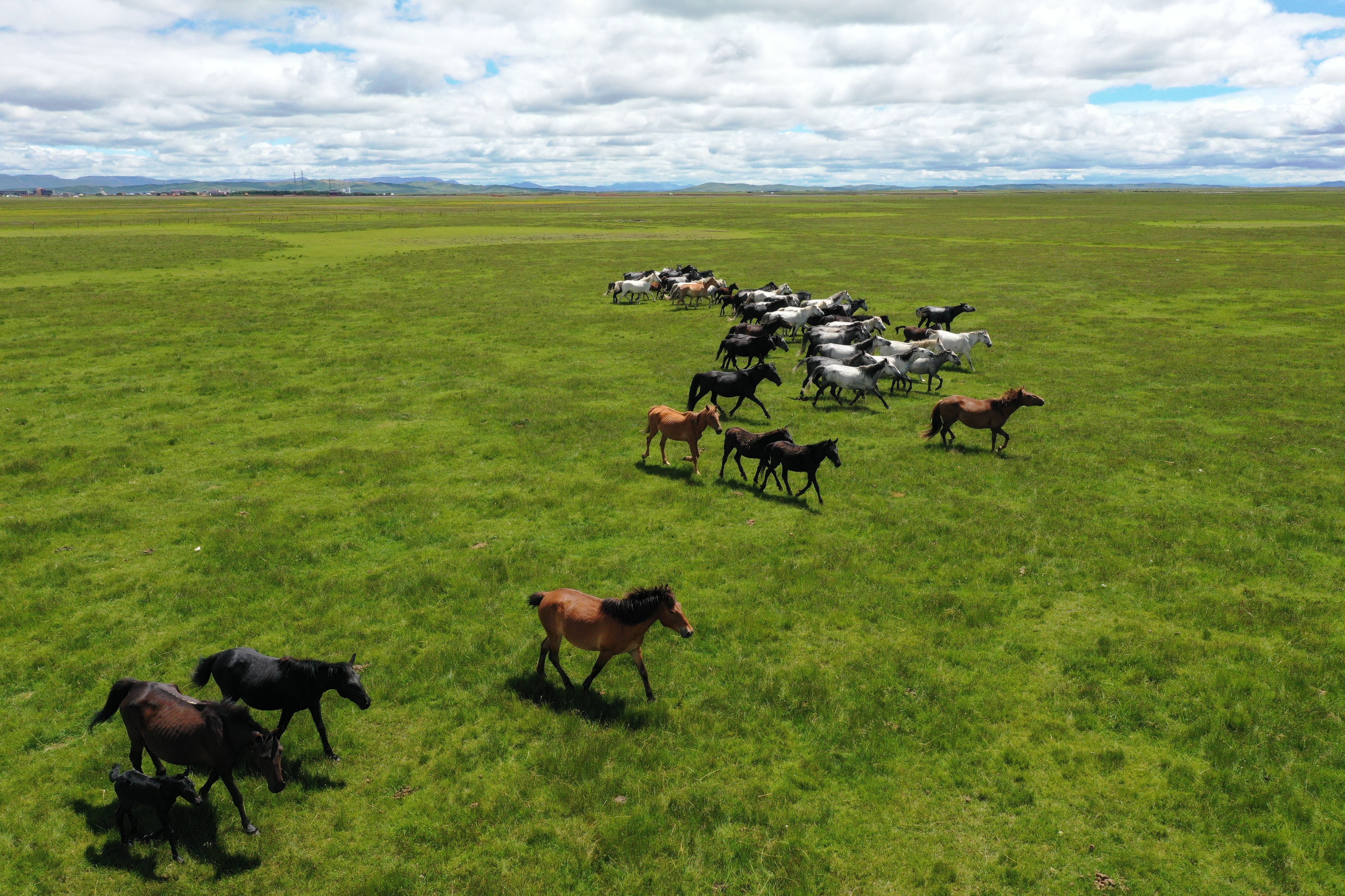 盛夏草原 骏马驰骋