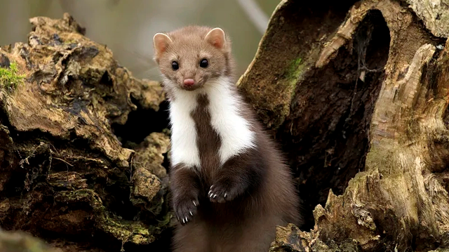 凶悍"萌兽"——石貂