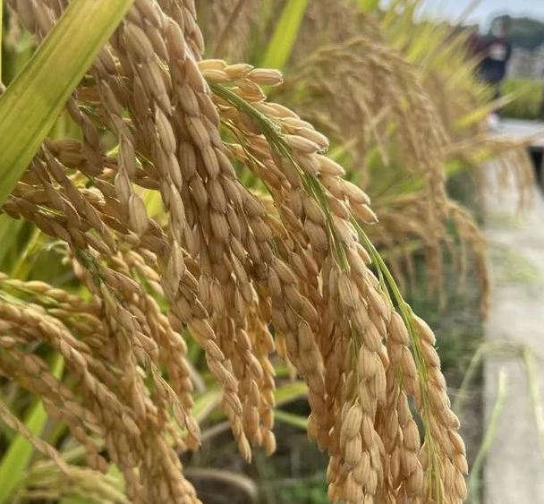 绿色优质超级籼粳交品种甬优1538,产量潜力大,高抗倒,口感好