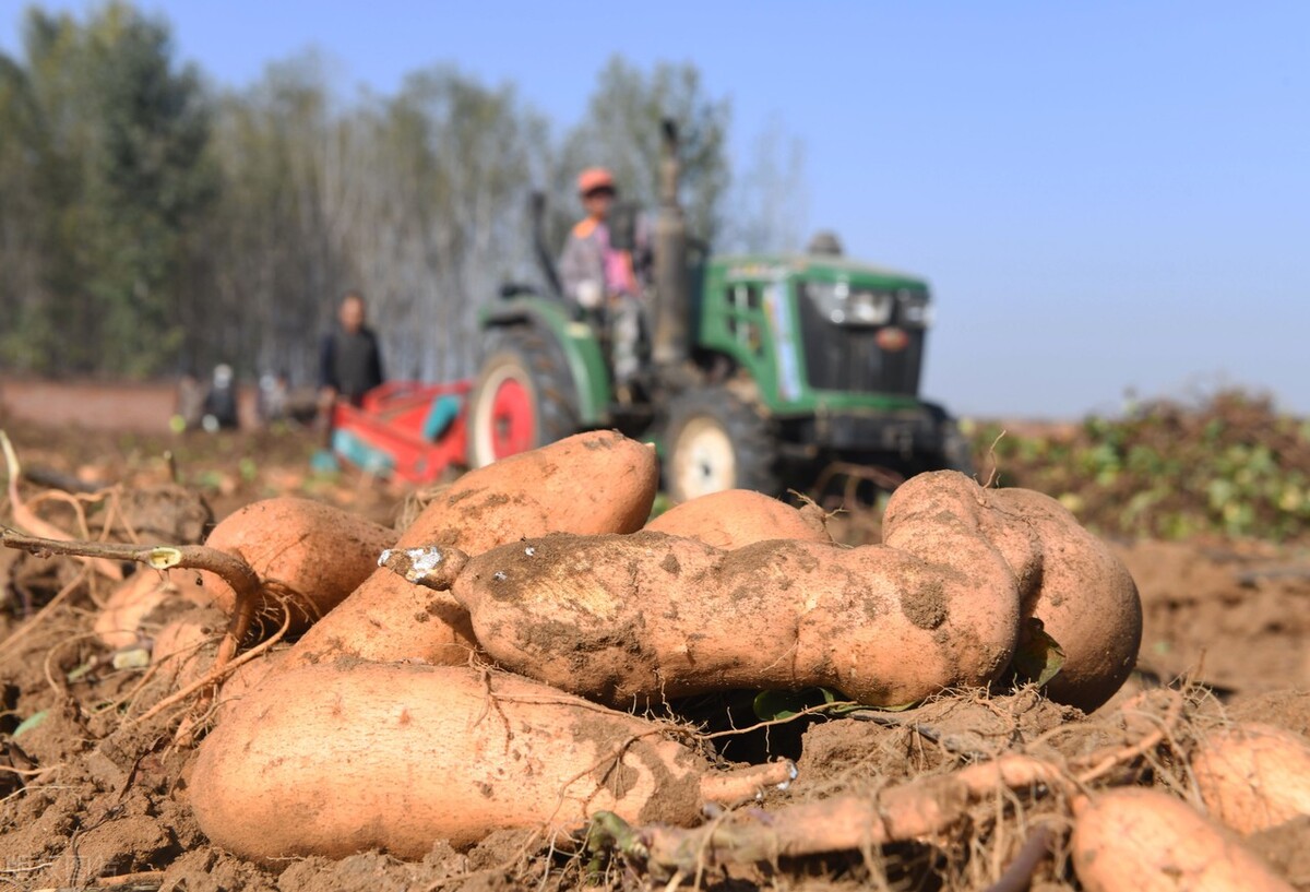 在河北省新乐市,春航种植合作社的农民正在收获红薯