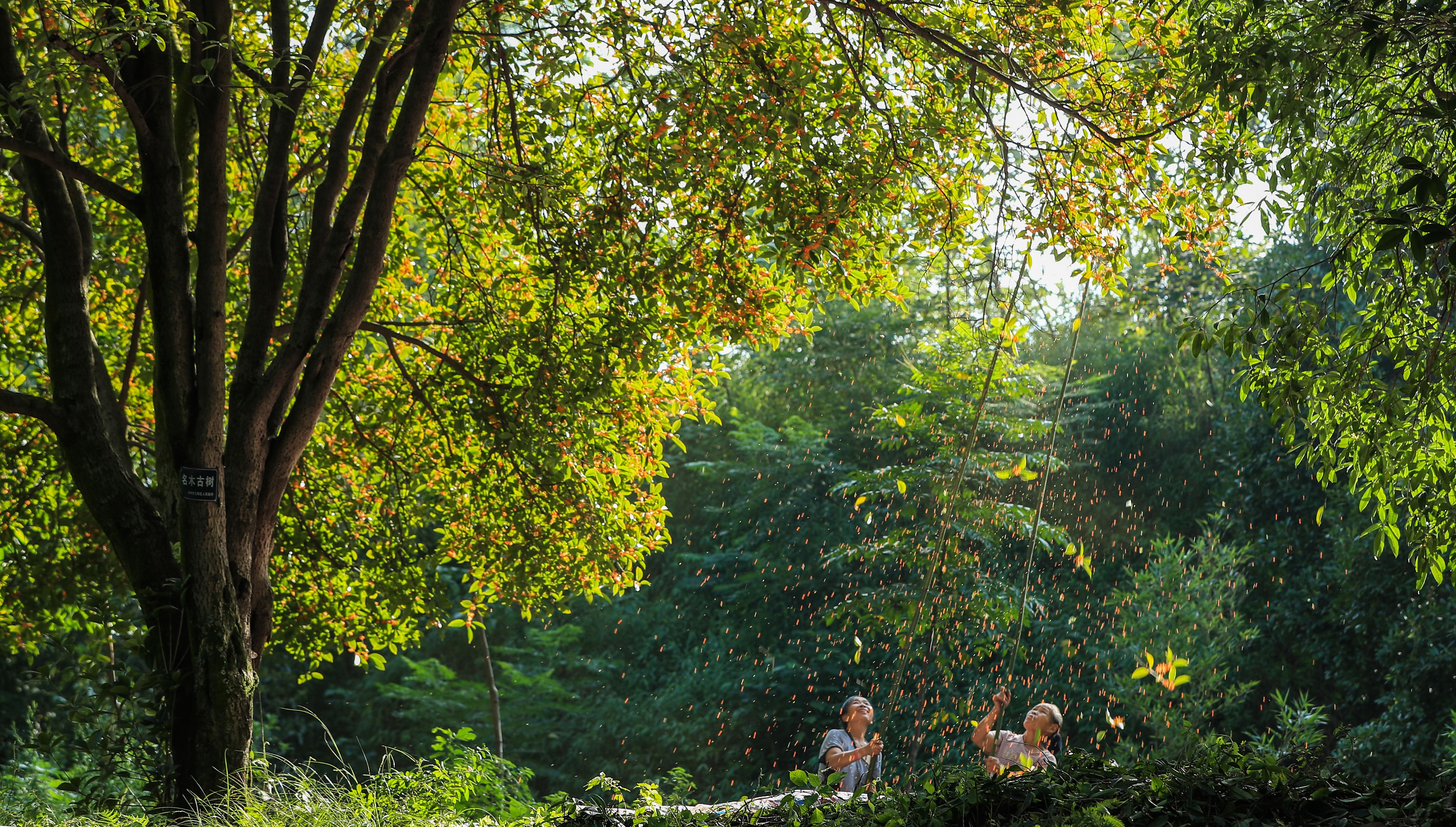 四川泸州:打桂花迎中秋