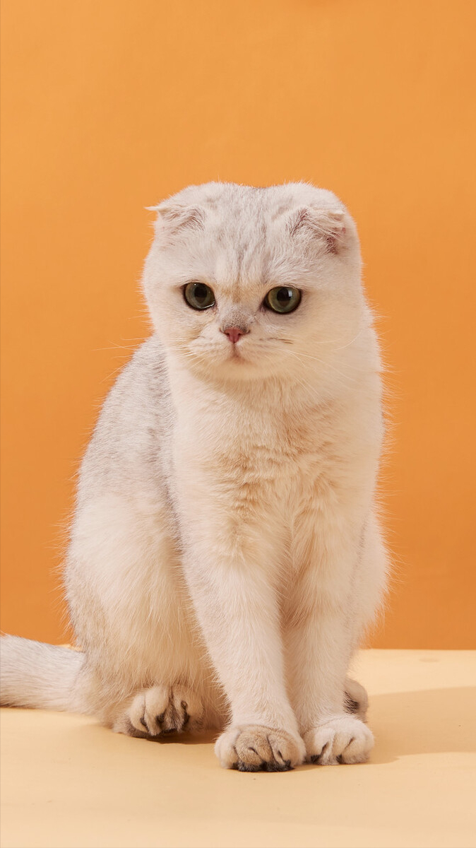 折耳猫的一生都在受苦,不爱就别养!