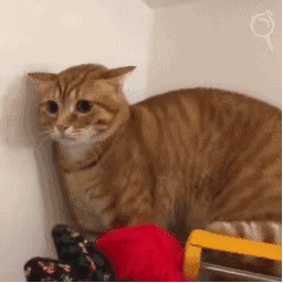 小猫咪能有什么坏心思呢,只不过是想向你认错罢了