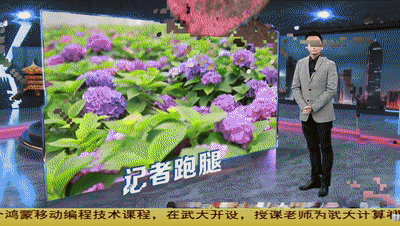 想在自家养好绣球花 教你两招 花苞多开成花球