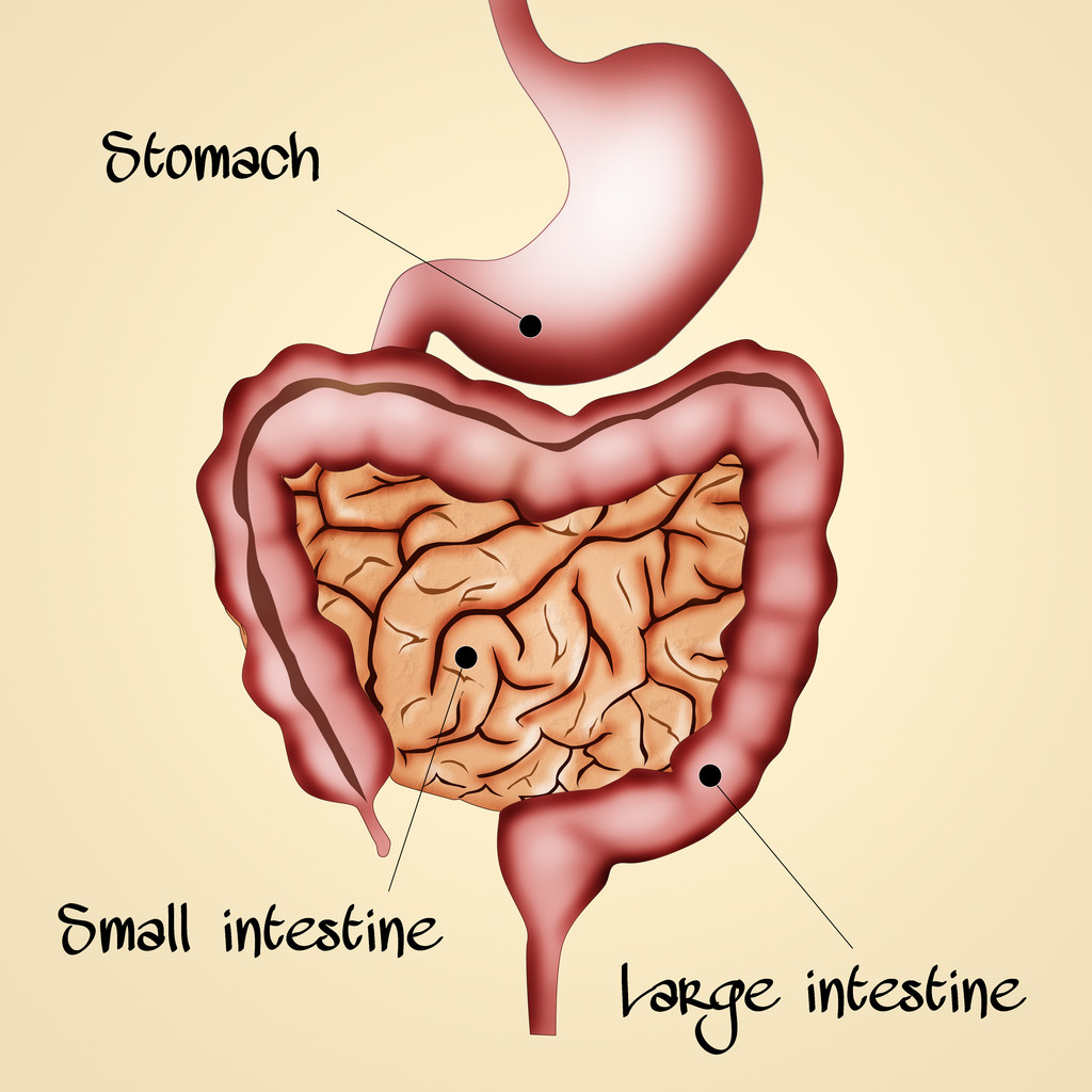 肠胃图片位置示意图图片