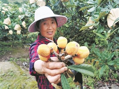 宁海白枇杷上市图片