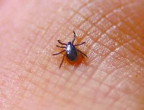 莱姆病一种人畜共患的传染病,会引起严重的组织器官病变,需警惕
