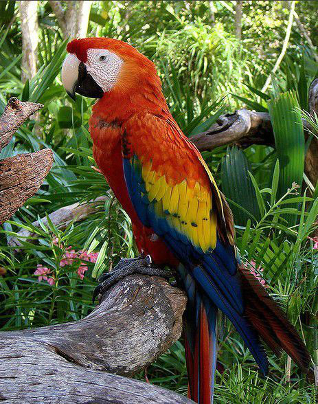 九种最长寿的鸟类,榜首比普通人都活的长