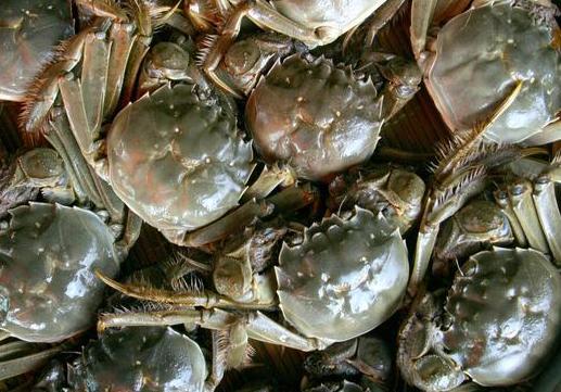 鲜活大闸蟹 - 2020年最新商品信息聚合专区 - 百度爱采购