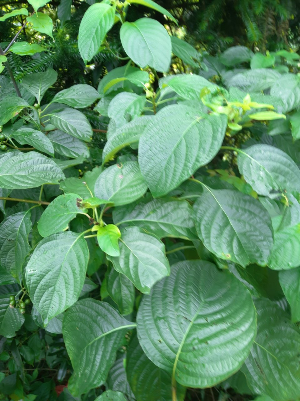 大叶白纸扇,植物含胶液,又名粘鸟胶,根茎叶可作药用,你家有吗