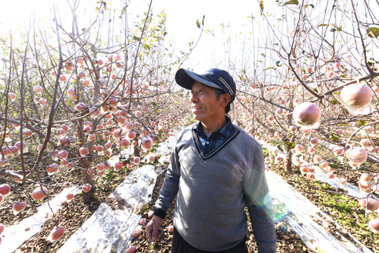 河南省中牟县宋广义邀您品尝黄河滩生态苹果