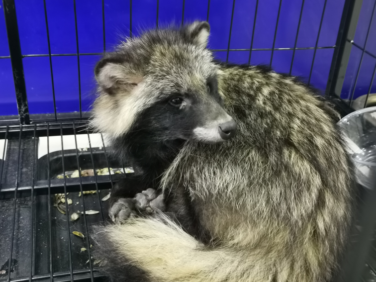 常德女中学生报警:"我们发现一只小浣熊!