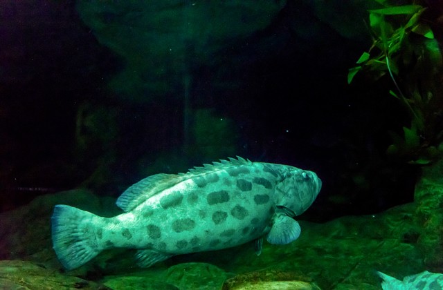 龙趸石斑鱼养殖:方法与技术